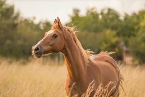 EQUINE SCIENCE AND EQUESTRIAN ARTS